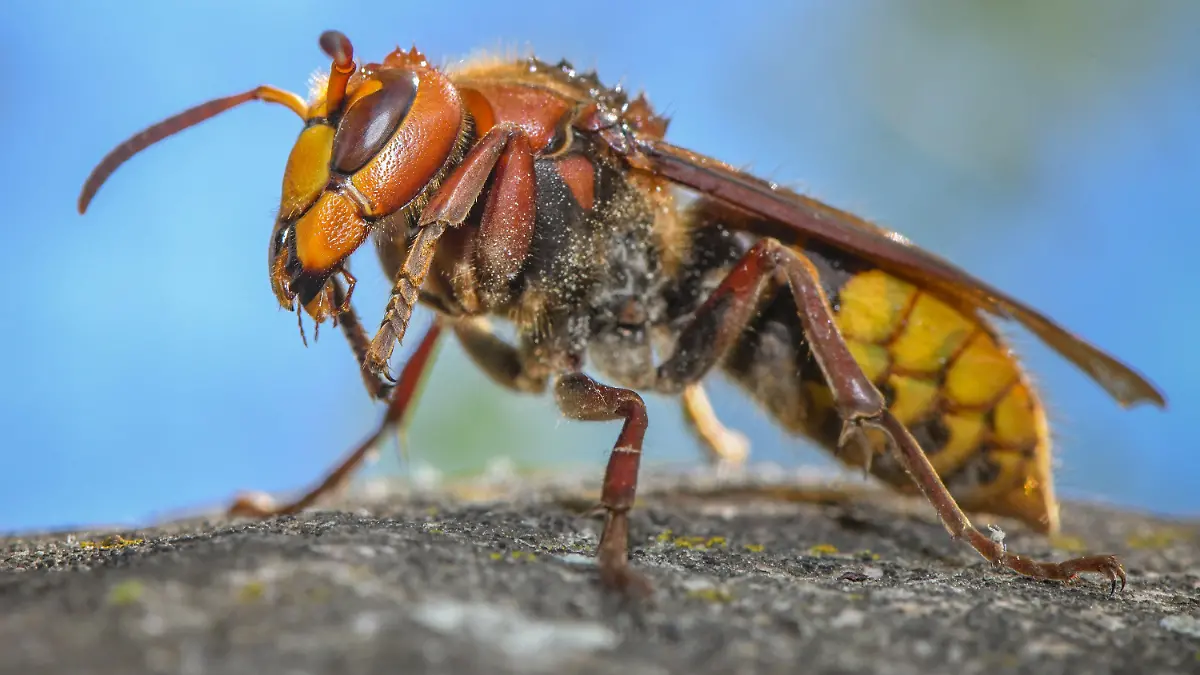 ARCHIV - 22.05.2020, Brandenburg, Sieversdorf: Eine Hornisse (Vespa crabro) ist auf einem Stein in einem Garten zu sehen. (Zu dpa "Ein gutes Hornissen-Jahr? Warum die Insekten viel gesichtet werden") Foto: Patrick Pleul/dpa-Zentralbild/dpa +++ dpa-Bildfunk +++