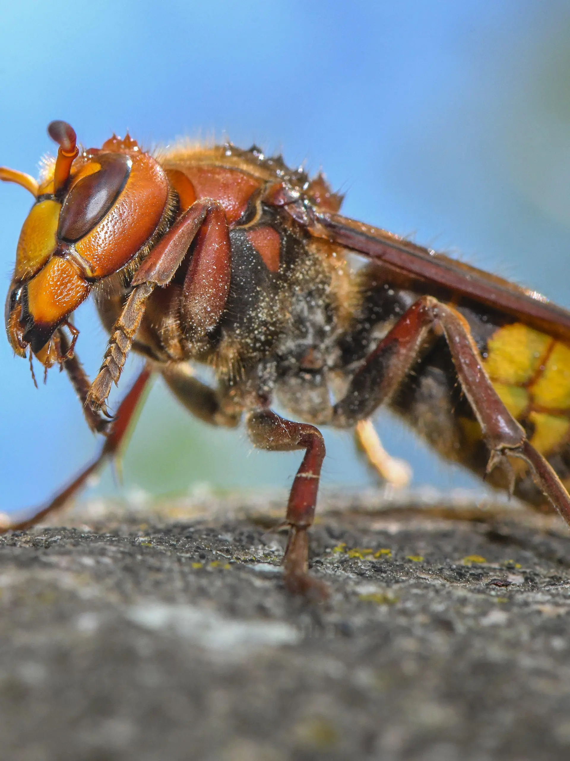 ARCHIV - 22.05.2020, Brandenburg, Sieversdorf: Eine Hornisse (Vespa crabro) ist auf einem Stein in einem Garten zu sehen. (Zu dpa "Ein gutes Hornissen-Jahr? Warum die Insekten viel gesichtet werden") Foto: Patrick Pleul/dpa-Zentralbild/dpa +++ dpa-Bildfunk +++