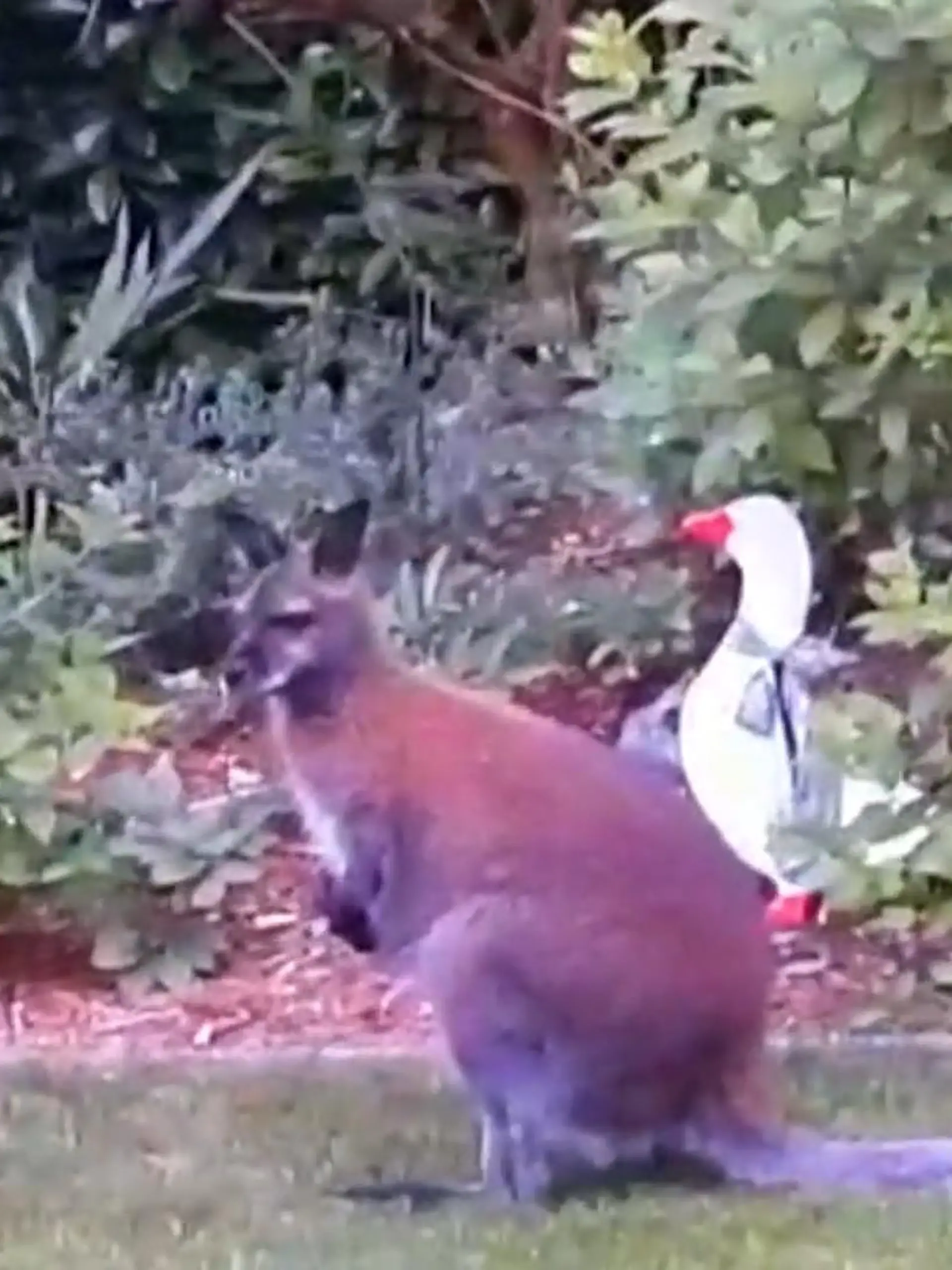 Bild zu: "Känguru bei Wegberger im Garten"