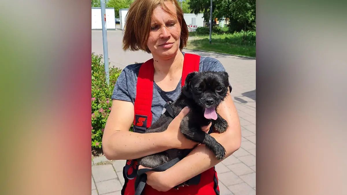Die Freiwillige Feuerwehr Torgau retten den kleinen Hund aus dem heißen Auto.