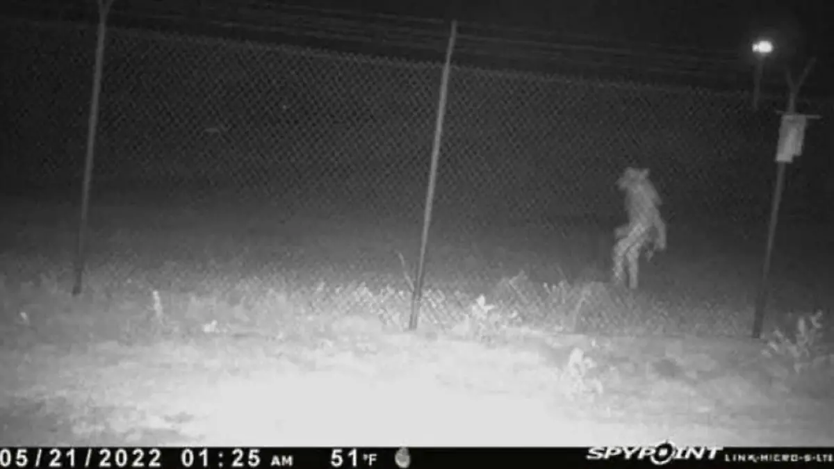 Diese seltsame Kreatur wurde außerhalb des Zauns am Amarillo Zoos in Texas entdeckt.