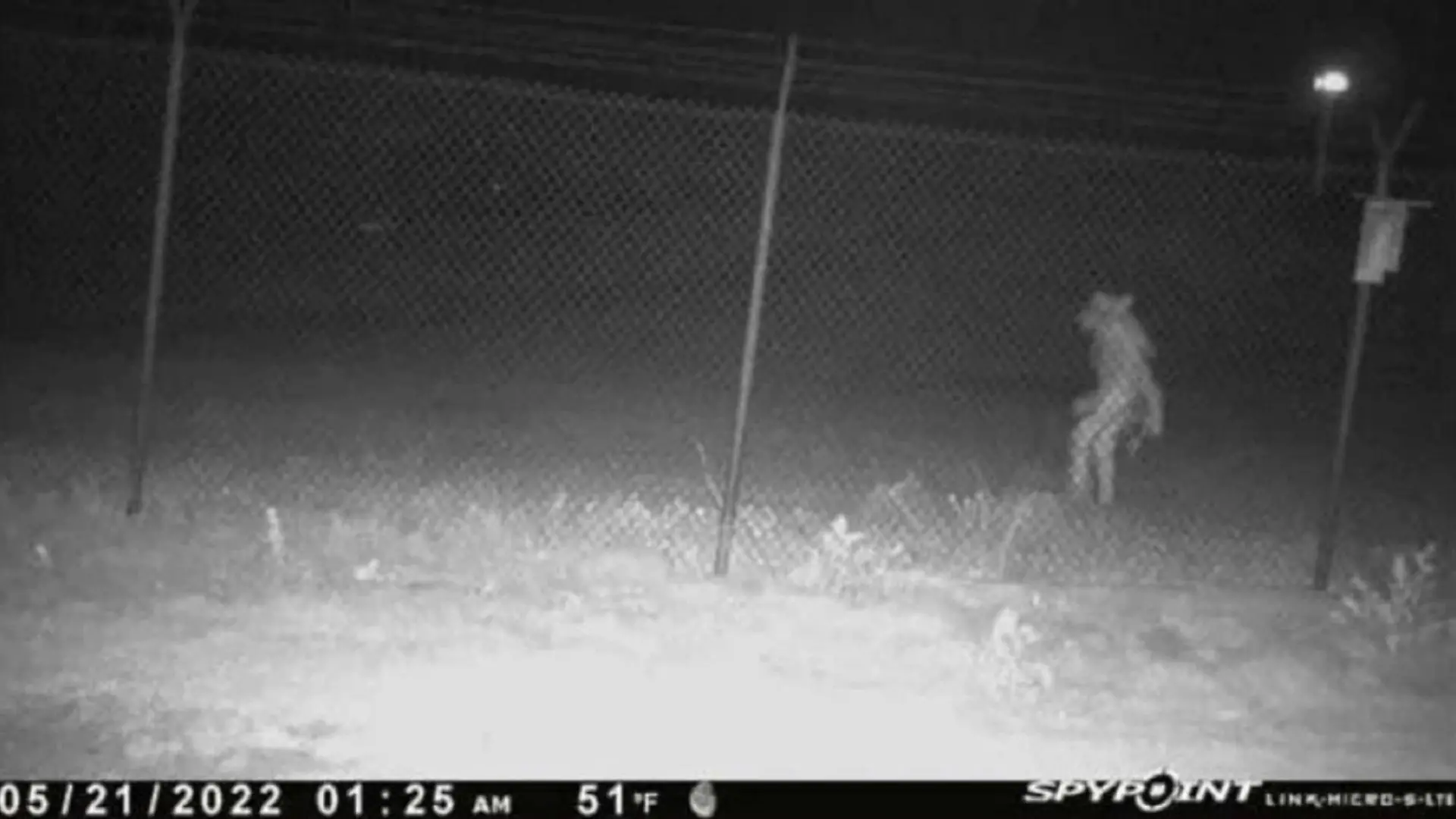 Diese seltsame Kreatur wurde außerhalb des Zauns am Amarillo Zoos in Texas entdeckt.