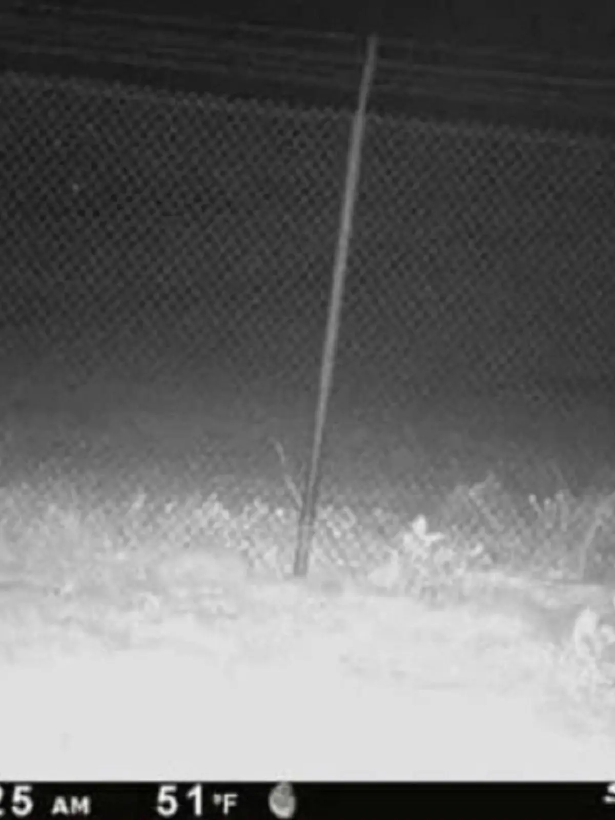 Diese seltsame Kreatur wurde außerhalb des Zauns am Amarillo Zoos in Texas entdeckt.