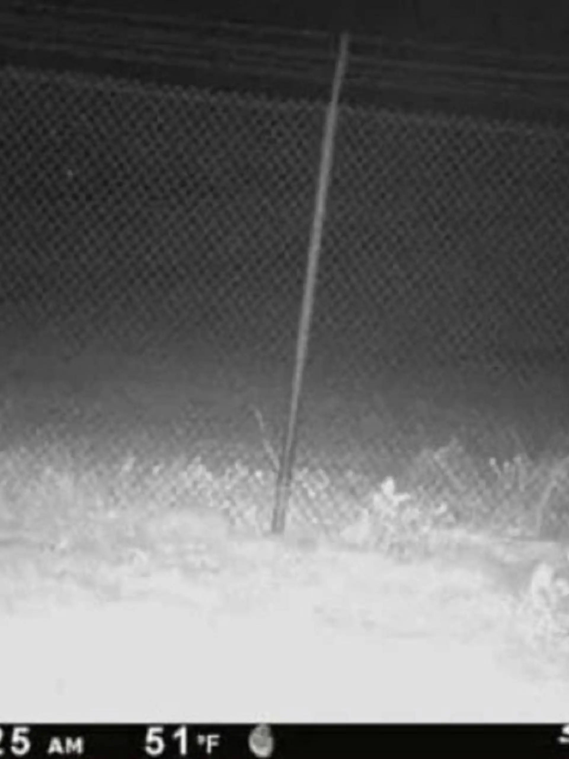Diese seltsame Kreatur wurde außerhalb des Zauns am Amarillo Zoos in Texas entdeckt.