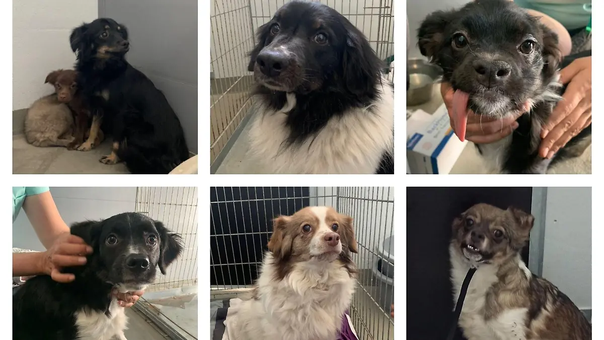 Die beschlagnahmten Hunde wurden aus dem Tierheim Cottbus gestohlen