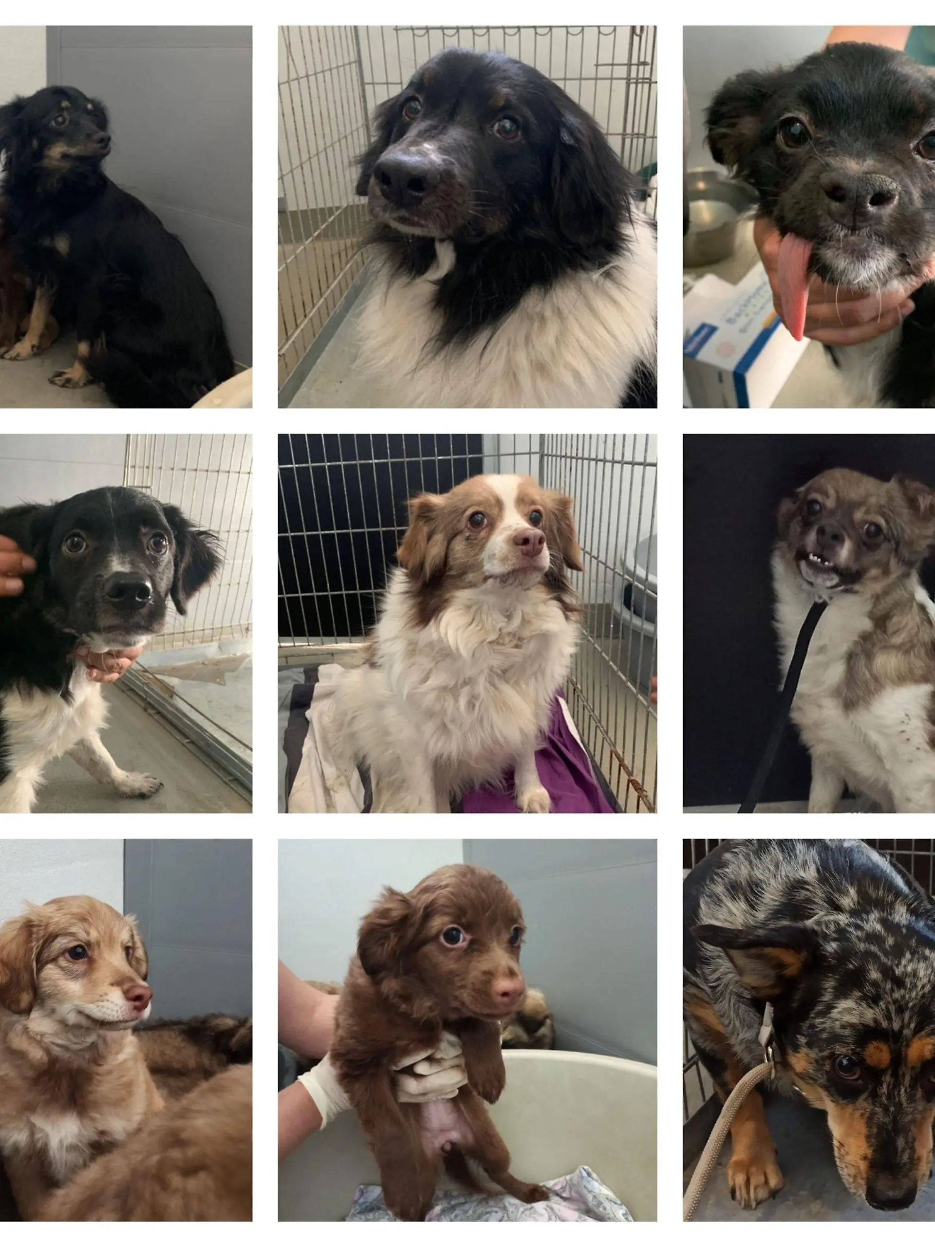 Die beschlagnahmten Hunde wurden aus dem Tierheim Cottbus gestohlen