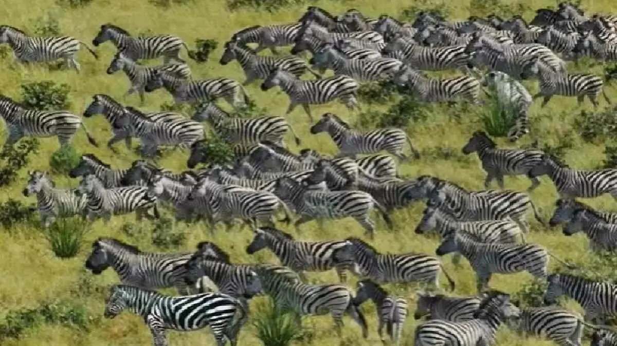 Optische Täuschung Zebras