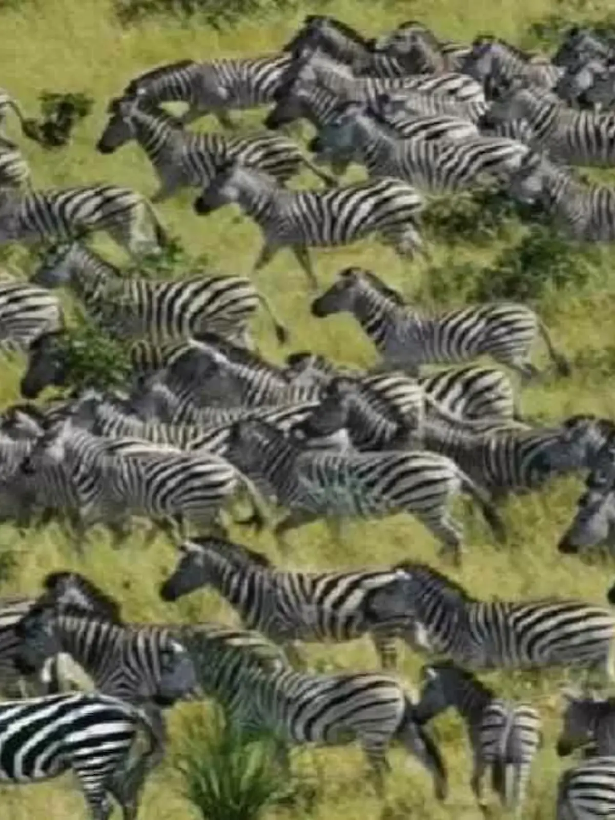 Optische Täuschung Zebras