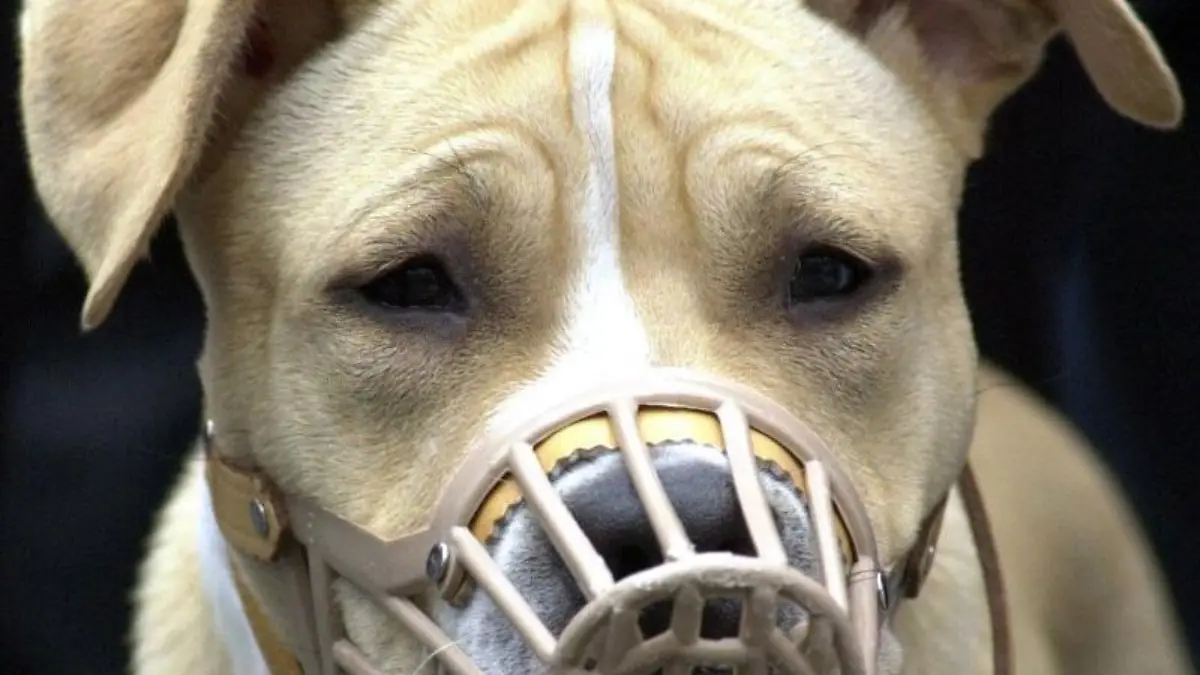 Kampfhund