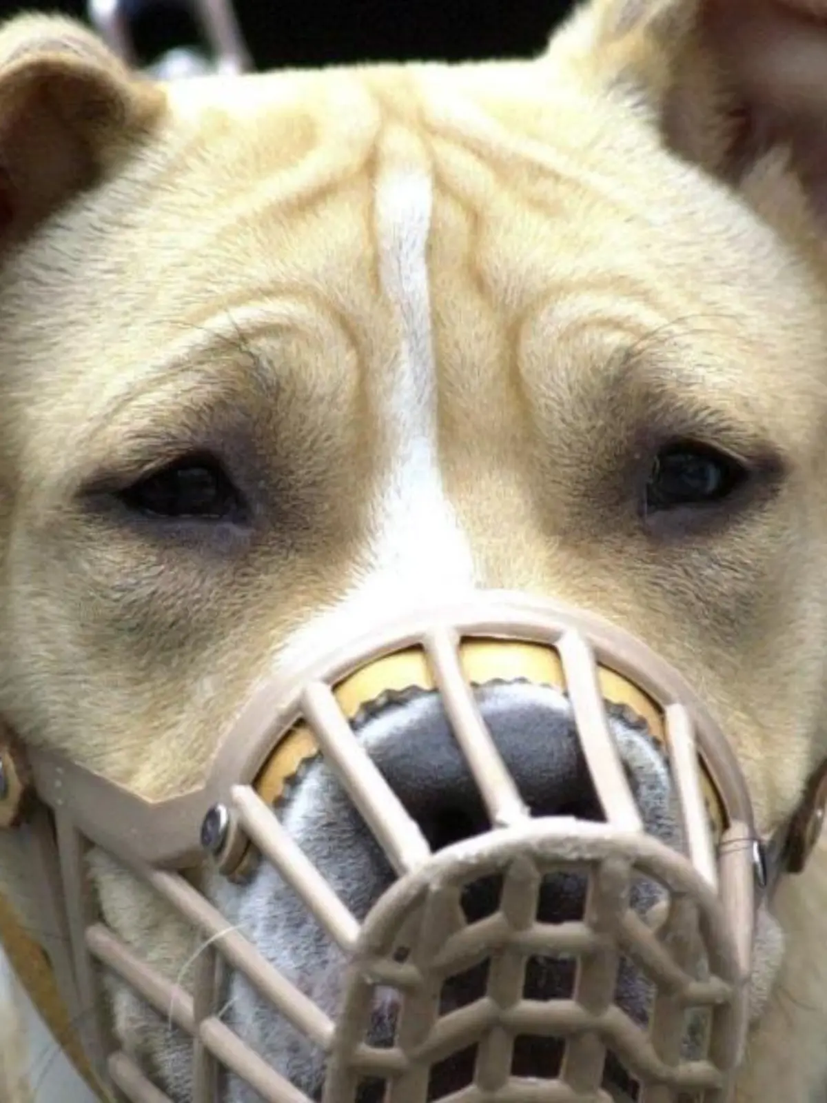 Kampfhund