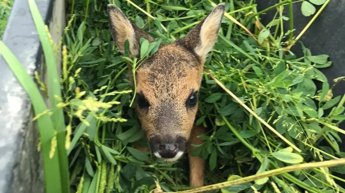 Mithilfe von Kisten werden die Kitze aus dem Gras gerettet.