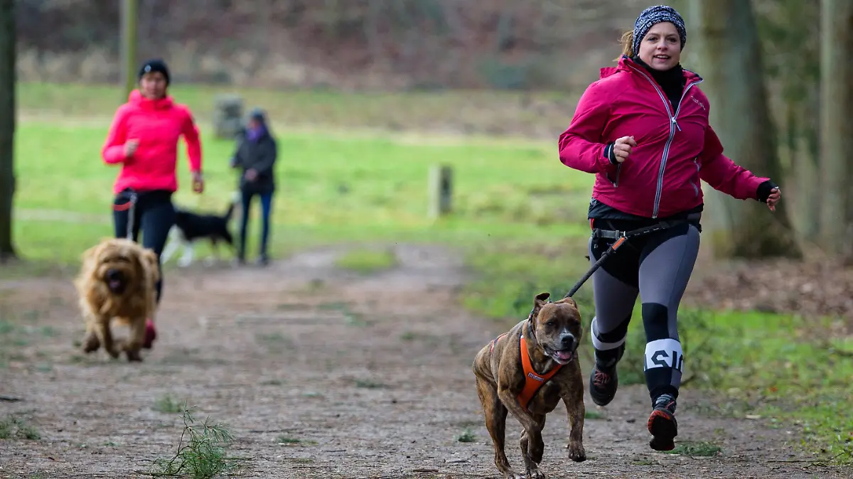 ARCHIV - 02.02.2022, Niedersachsen, Amelinghausen: Verena Pierza (r) mit Hund Emma (Stafford Mix) und Carola Hadler mit Hund Fjäll (französischer Hütehund) trainieren für einen Hunde-Triathlon. Ein Triathlon für Menschen und ihre Vierbeiner - das plant Verena Pierza seit drei Jahren. (zu dpa: «Premiere des Hunde-Triathlons in Amelinghausen am Sonntag») Foto: Philipp Schulze/dpa +++ dpa-Bildfunk +++