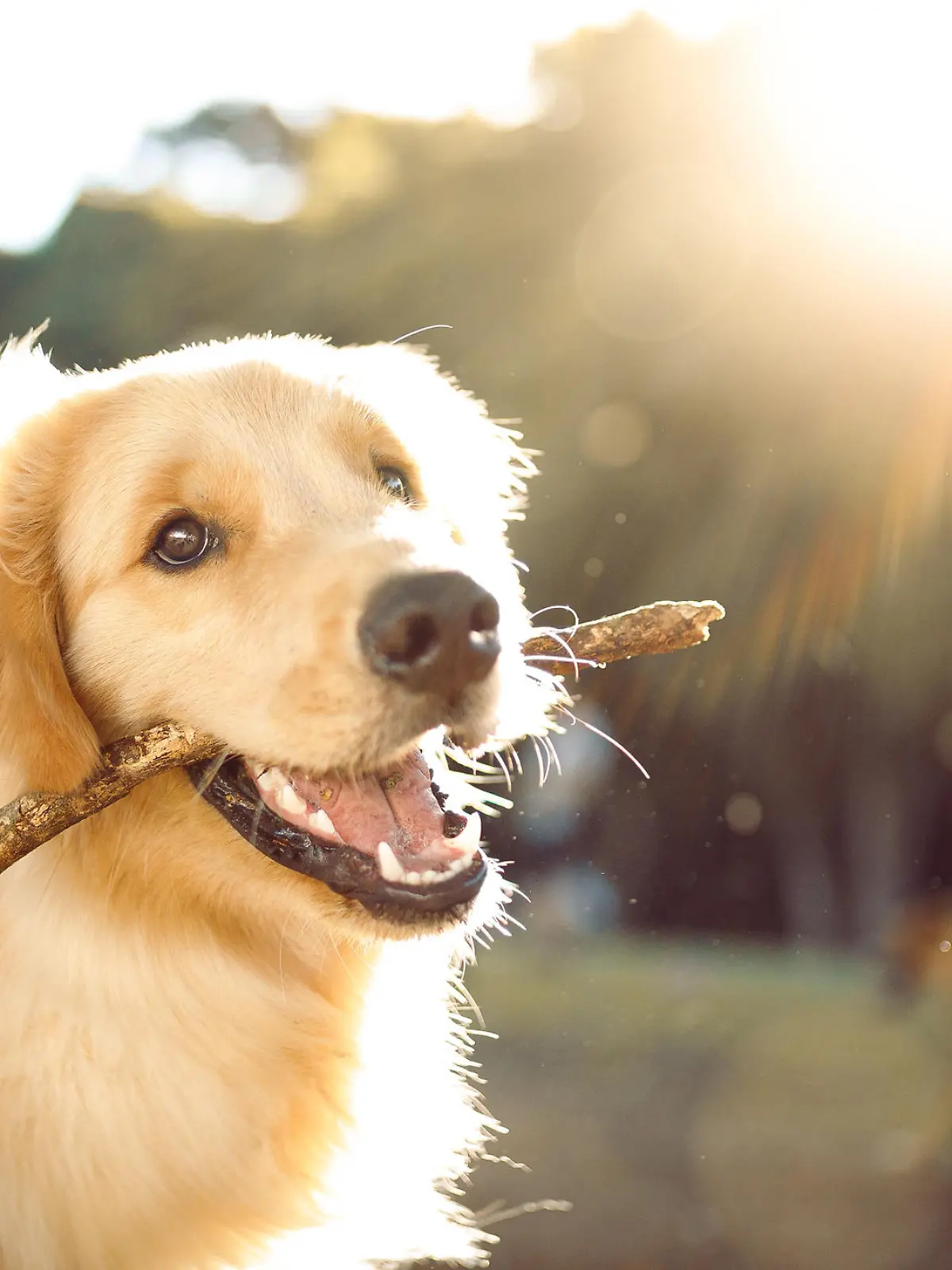 Dog playing in the park.