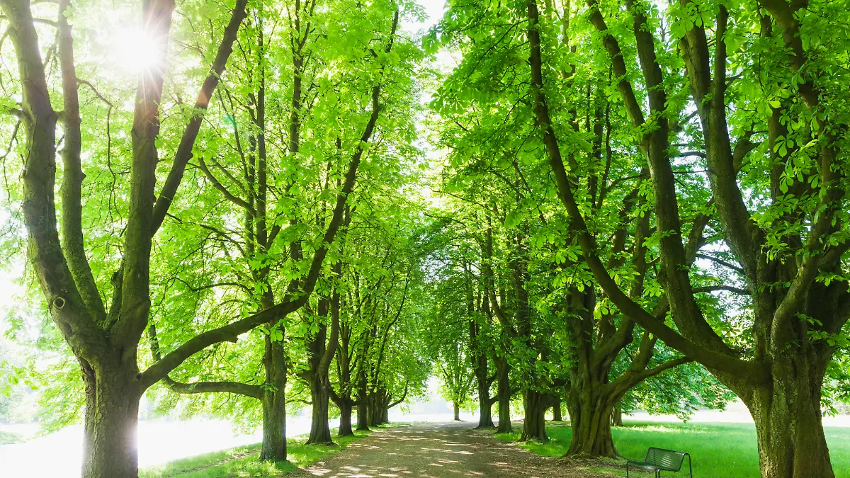  Germany, North Rhine-Westphalia, Cologne, Sun shining over treelined footpath in springtime park GWF06861