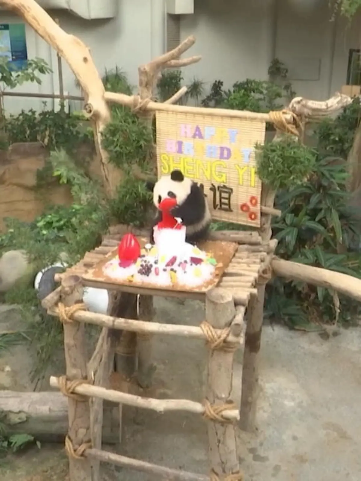 Inzwischen ist es genau ein Jahr her, seitdem Pandadame Sheng Yi im Zoo von Kuala Lumpur das Licht der Welt erblickt hat. Als Kind von den chinesischen Pandas Xing Xing und Liang Liang sollte Sheng Yi ein Zeichen für die diplomatische Beziehung von Malaysia zu China sein. Der Name könnte passender wohl nicht sein: Sheng Yi bedeutet übersetzt so viel wie „Frieden & Freundschaft“.