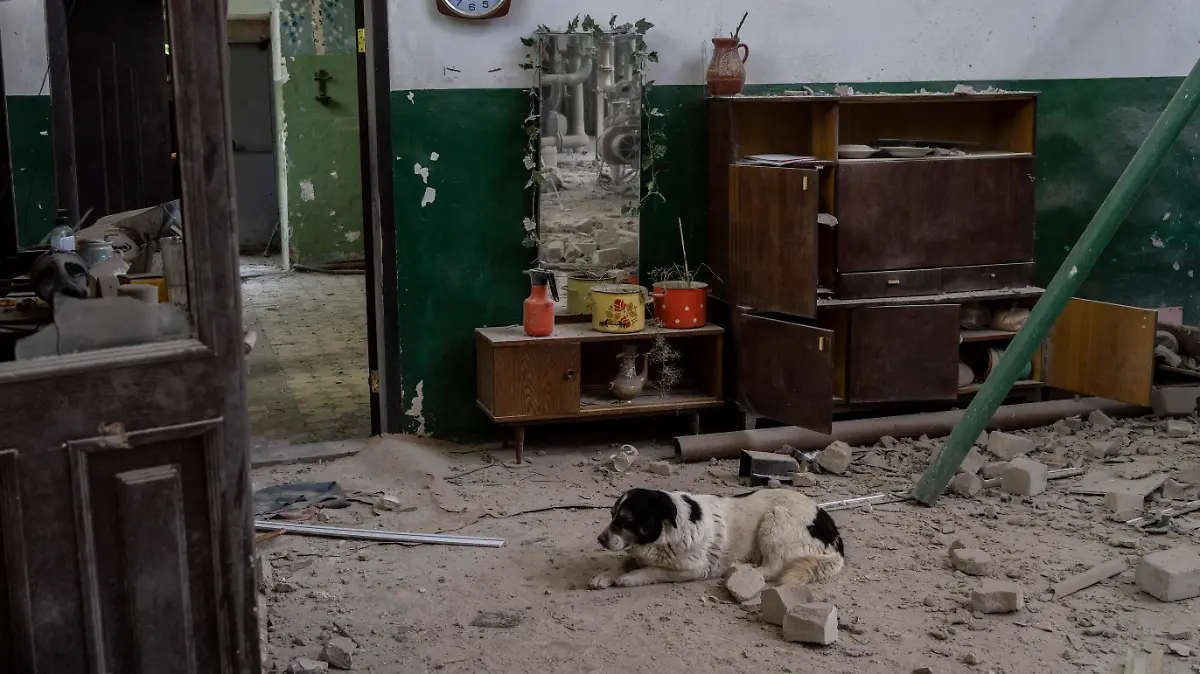 19.05.2022, Ukraine, Charkiw: Ein Hund ruht sich in einem zerstörten Heizungsraum eines Hauses aus, das am frühen Morgen beschossen wurde. Foto: Bernat Armangue/AP/dpa +++ dpa-Bildfunk +++