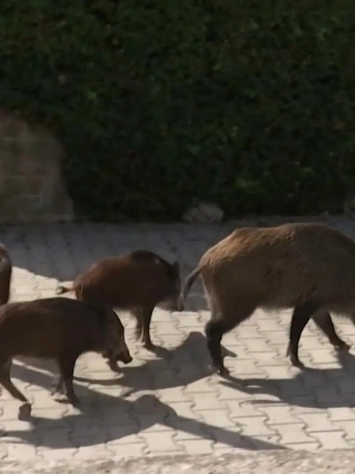 Scharen von Wildschweinen, mitten in Rom. In der italienischen Hauptstadt sind die Tiere schon lange keine Seltenheit mehr, auch vor Menschen schrecken sie nicht zurück. Mittlerweile werden die Wildschweine für manche Römer und Römerinnen sogar gefährlich. Nun will die Stadt zu drastischen Maßnahmen greifen – und die Tiere töten lassen.