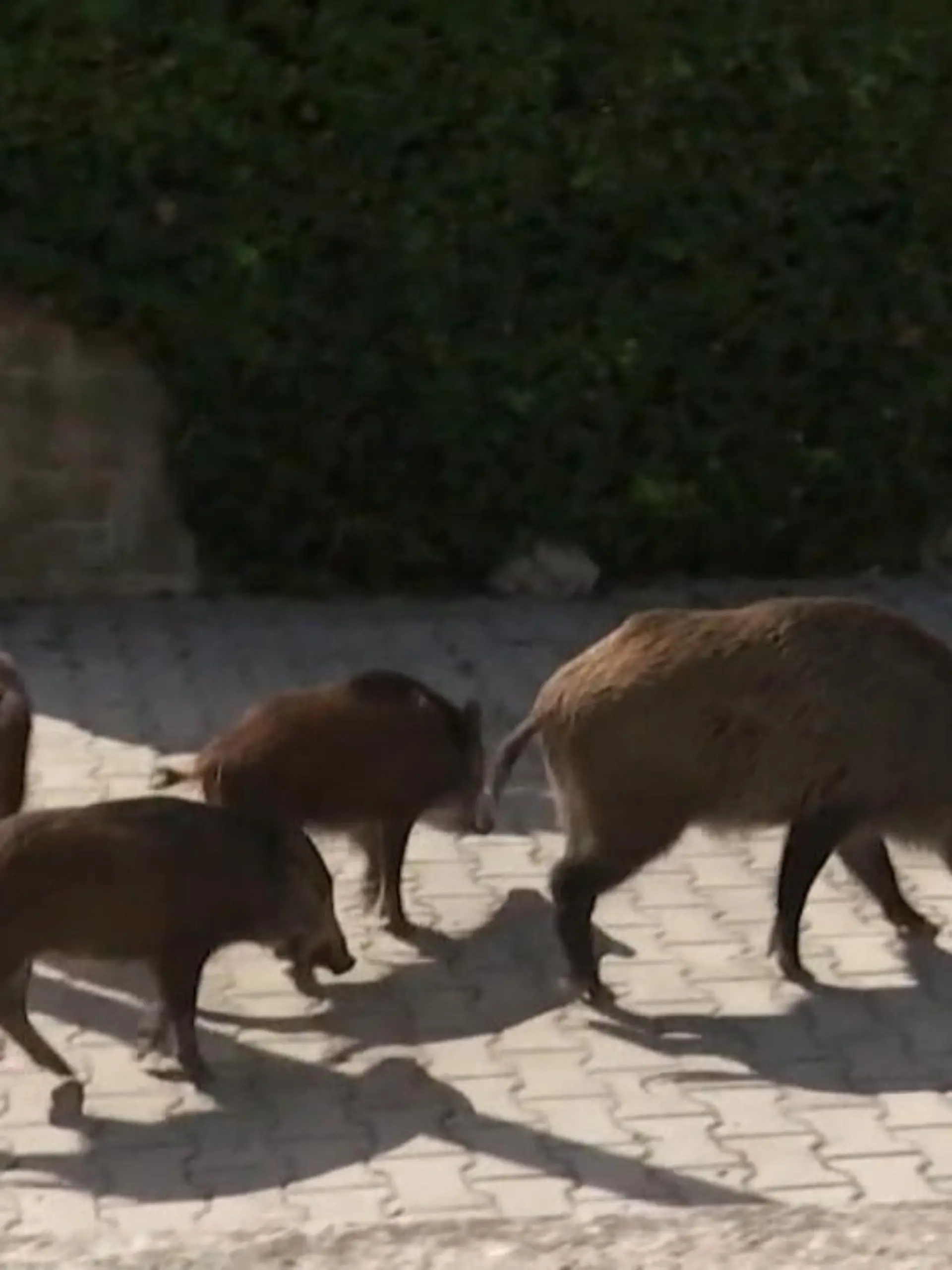 Scharen von Wildschweinen, mitten in Rom. In der italienischen Hauptstadt sind die Tiere schon lange keine Seltenheit mehr, auch vor Menschen schrecken sie nicht zurück. Mittlerweile werden die Wildschweine für manche Römer und Römerinnen sogar gefährlich. Nun will die Stadt zu drastischen Maßnahmen greifen – und die Tiere töten lassen.