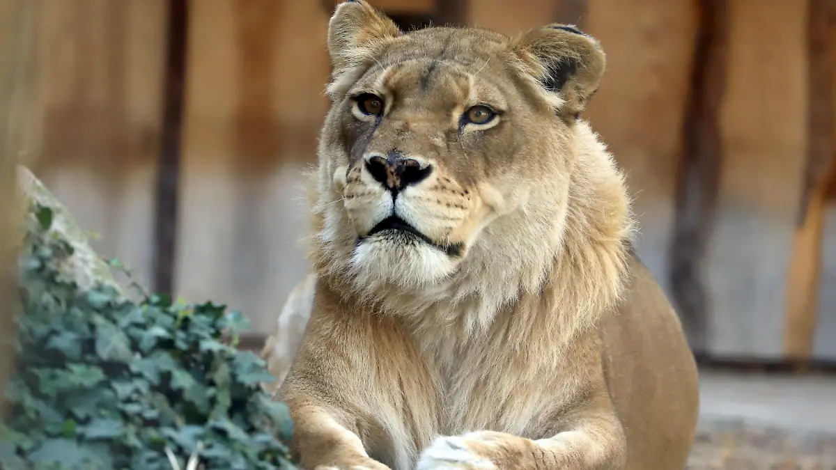 HANDOUT - 06.04.2020, Baden-Württemberg, Karlsruhe: Nahaufnahme der Löwin Sofia. Die vermutlich älteste in einem europäischen Zoo gehaltene Löwin ist tot. Das bislang im Zoologischen Stadtgarten Karlsruhe untergebrachte Tier habe mit 24 Jahren am Montag eingeschläfert werden müssen, teilte die Stadt mit. (zu dpa «Vermutlich älteste Zoo-Löwin Europas gestorben») Foto: Timo Deible/Zoo Karlsruhe/dpa - ACHTUNG: Nur zur redaktionellen Verwendung im Zusammenhang mit der aktuellen Berichterstattung und nur mit vollständiger Nennung des vorstehenden Credits +++ dpa-Bildfunk +++
