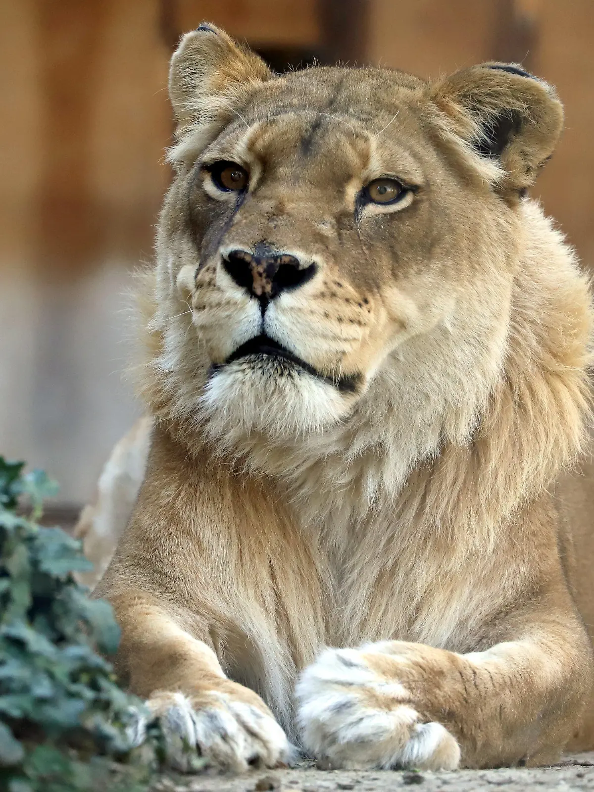 HANDOUT - 06.04.2020, Baden-Württemberg, Karlsruhe: Nahaufnahme der Löwin Sofia. Die vermutlich älteste in einem europäischen Zoo gehaltene Löwin ist tot. Das bislang im Zoologischen Stadtgarten Karlsruhe untergebrachte Tier habe mit 24 Jahren am Montag eingeschläfert werden müssen, teilte die Stadt mit. (zu dpa «Vermutlich älteste Zoo-Löwin Europas gestorben») Foto: Timo Deible/Zoo Karlsruhe/dpa - ACHTUNG: Nur zur redaktionellen Verwendung im Zusammenhang mit der aktuellen Berichterstattung und nur mit vollständiger Nennung des vorstehenden Credits +++ dpa-Bildfunk +++