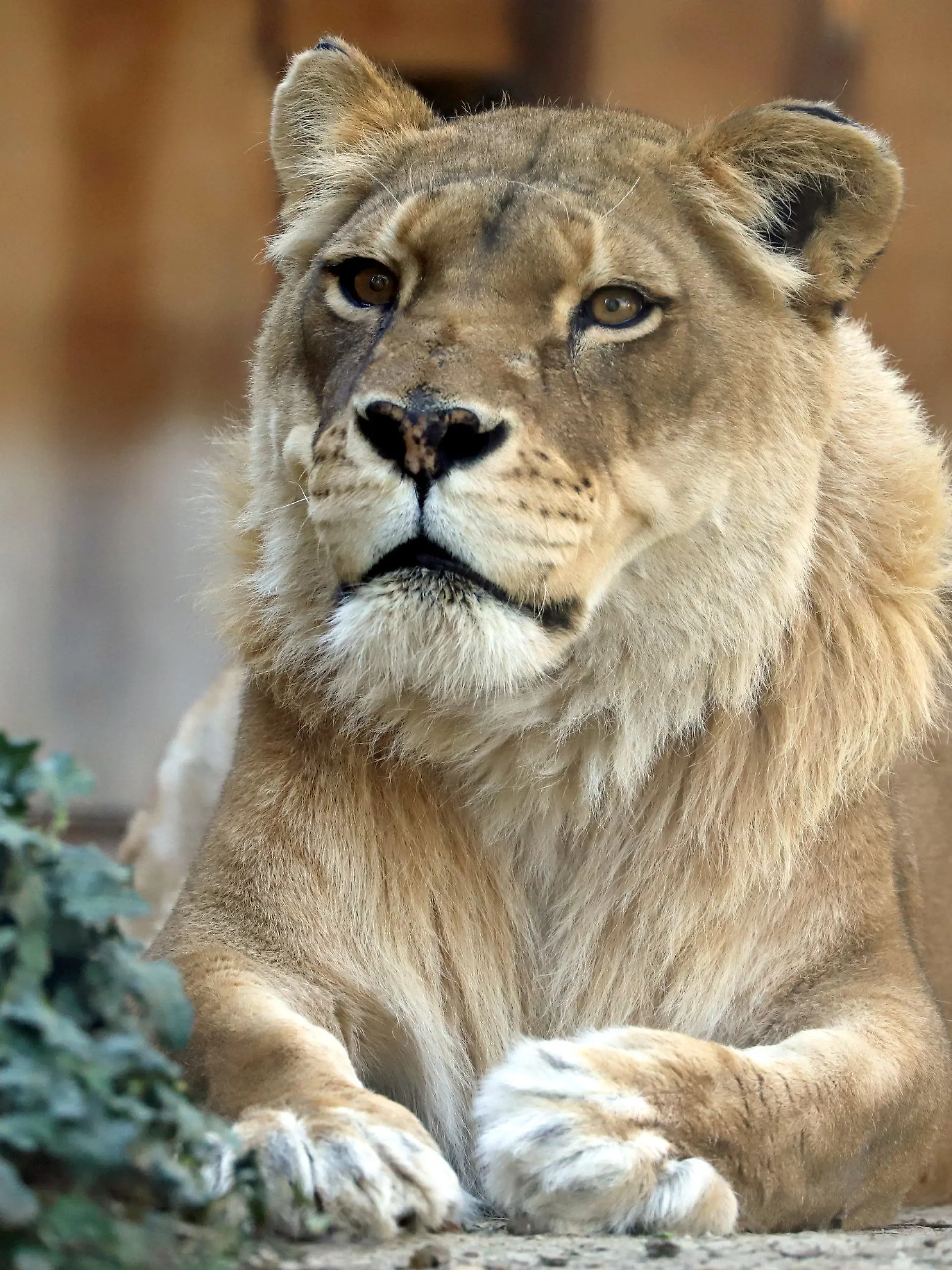 HANDOUT - 06.04.2020, Baden-Württemberg, Karlsruhe: Nahaufnahme der Löwin Sofia. Die vermutlich älteste in einem europäischen Zoo gehaltene Löwin ist tot. Das bislang im Zoologischen Stadtgarten Karlsruhe untergebrachte Tier habe mit 24 Jahren am Montag eingeschläfert werden müssen, teilte die Stadt mit. (zu dpa «Vermutlich älteste Zoo-Löwin Europas gestorben») Foto: Timo Deible/Zoo Karlsruhe/dpa - ACHTUNG: Nur zur redaktionellen Verwendung im Zusammenhang mit der aktuellen Berichterstattung und nur mit vollständiger Nennung des vorstehenden Credits +++ dpa-Bildfunk +++