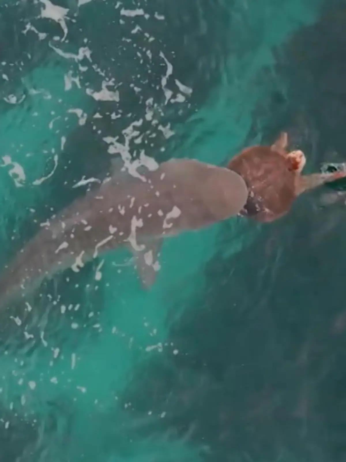 Im australischen Pazifik kommt schon mal ein Hai vorbei - in diesem Fall leider auch ein sehr hungriger. Doch die Wasserschildkröte bemerkt ihren Fressfeind zum Glück und dann beginnt ein Fight, der uns echt erstaunt hat.