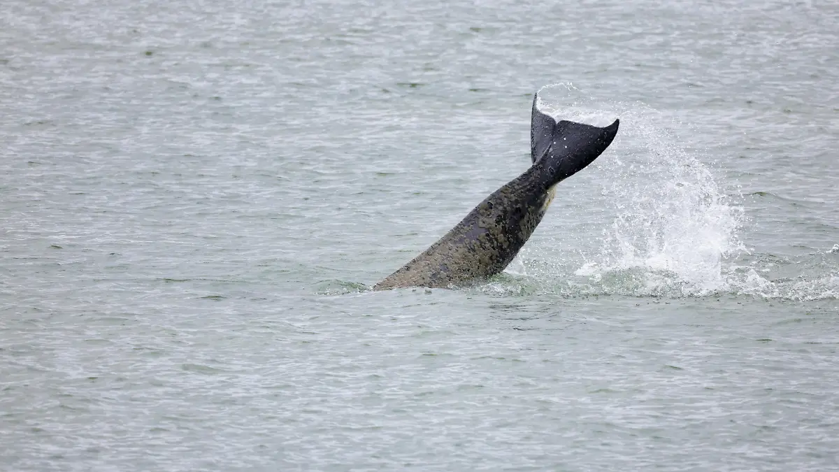 FILE PHOTO: An orca swims in the River Seine at Duclair in Normandy, after straying into the river from the sea and swimming from Le Havre to Rouen, France, May 26, 2022. REUTERS/Pascal Rossignol/File Photo