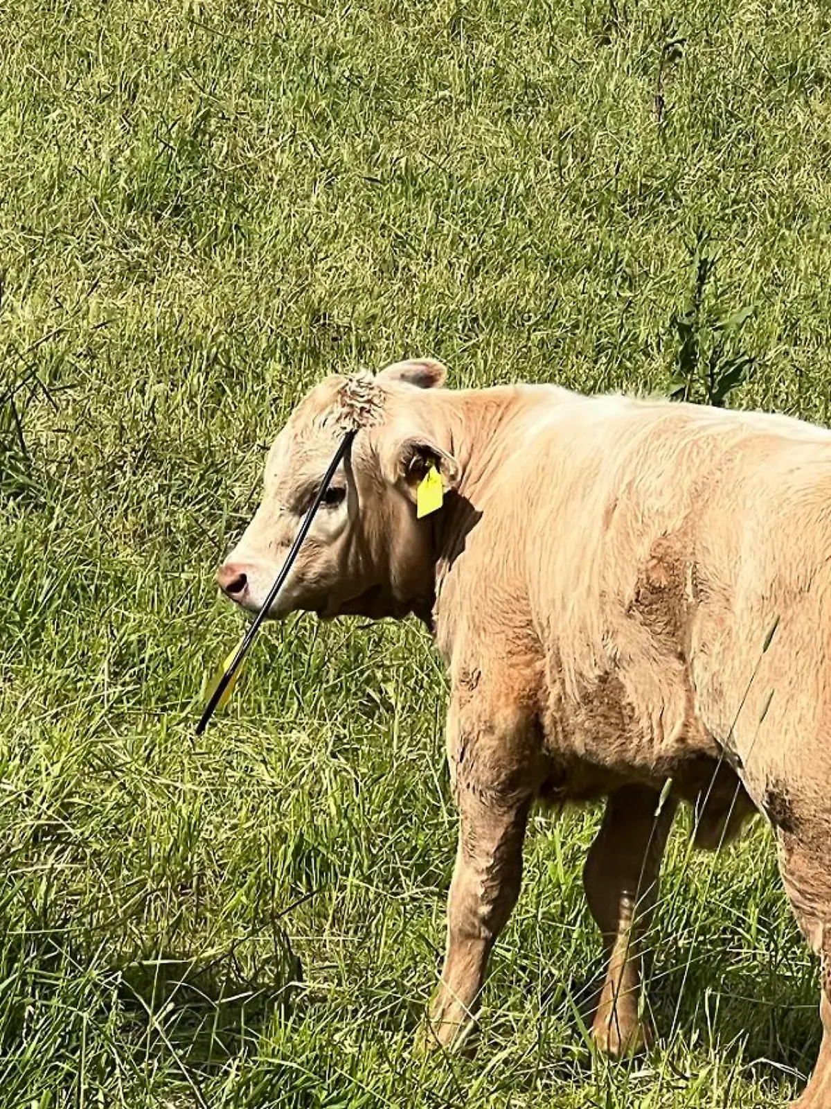 Unbekannte schießen Pfeil auf Kälbchen