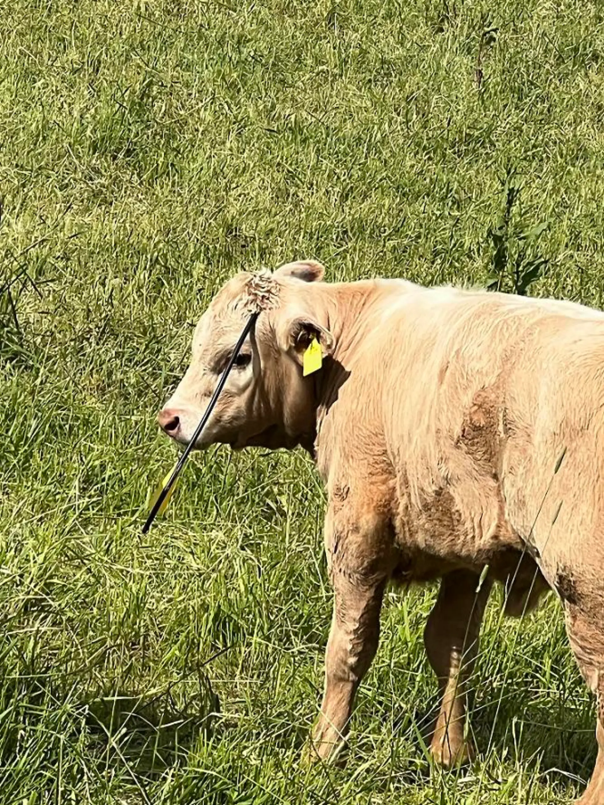 Unbekannte schießen Pfeil auf Kälbchen