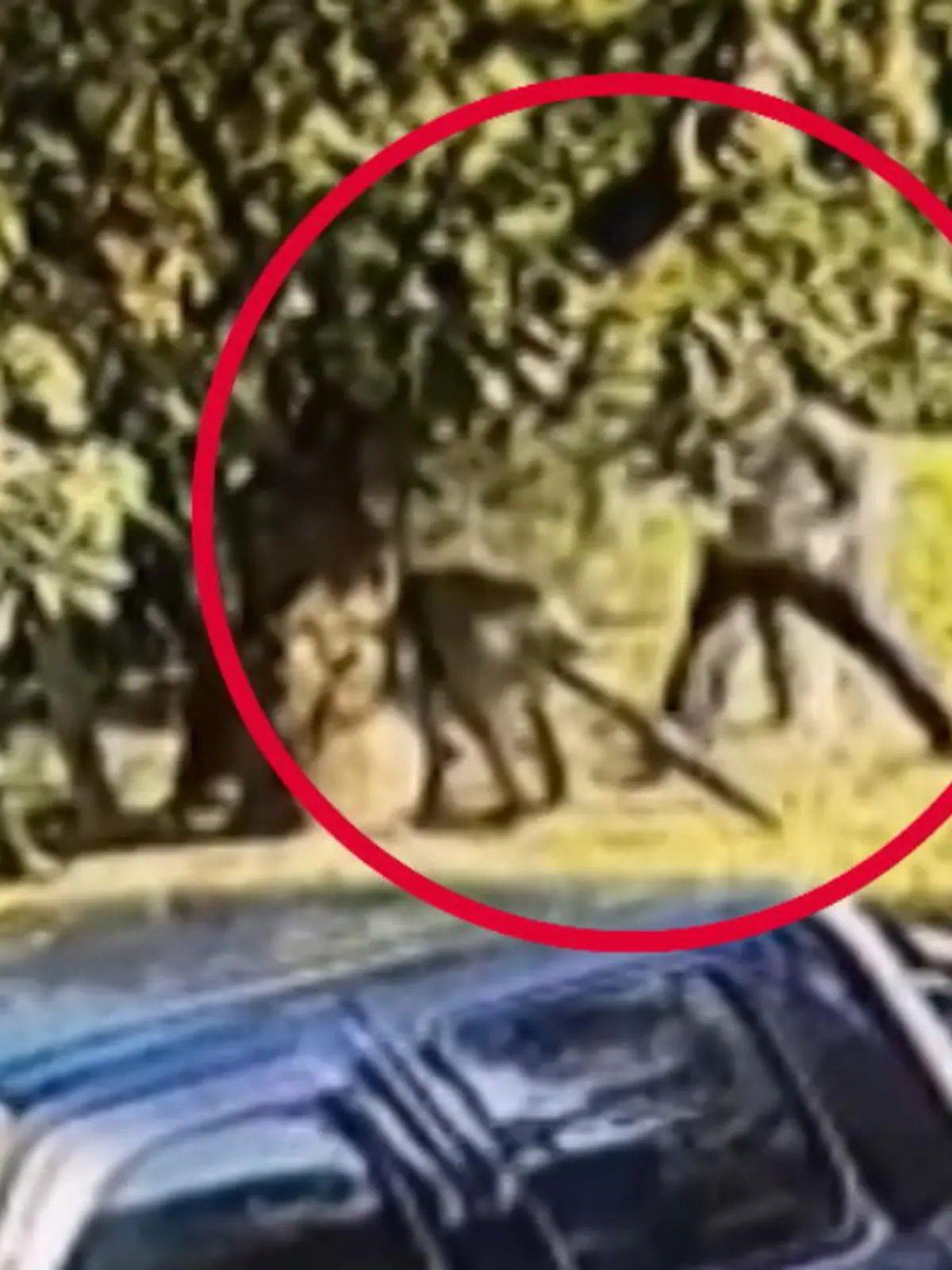 Ein Känguru greift in der australischen Stadt Ballina diesen Mann an und will ihn ganz offensichtlich niederstrecken. Es entwickelt sich ein dramatischer Boxkampf. Wie dieser ausgeht, sehen sie im RTL-Video.