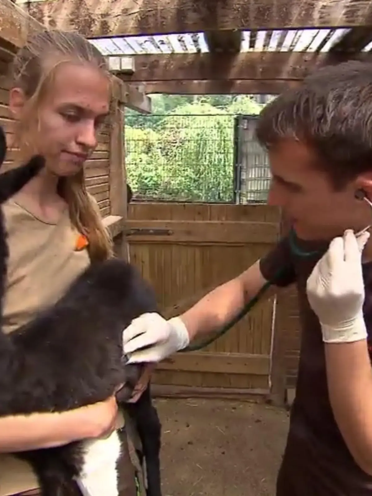 Die Zoofamilie des Tiergarten Kleve hat Nachwuchs bekommen: Ein Lamafohlen gehört seit dem Wochenende dazu. Lamas erkennt man an den großen Sichelohren und dem süßen Blick.