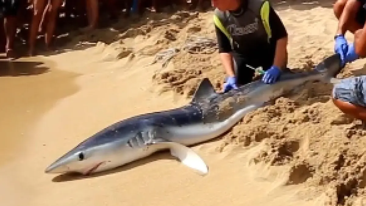 Haialarm vor Magaluf: Nach der Sichtung eines grossen Raubfischs in Ufernähe wird der Strand geräumt
/ 250617
*** A SHARK thought to be behind the closure of a string of Majorca holiday beaches was caught today/yesterday (SUN). It was taken to shore around 5pm by lifeguards after bathers were ordered out of the water at a third beach following a new sighting. This pic: Captured Shark ***
