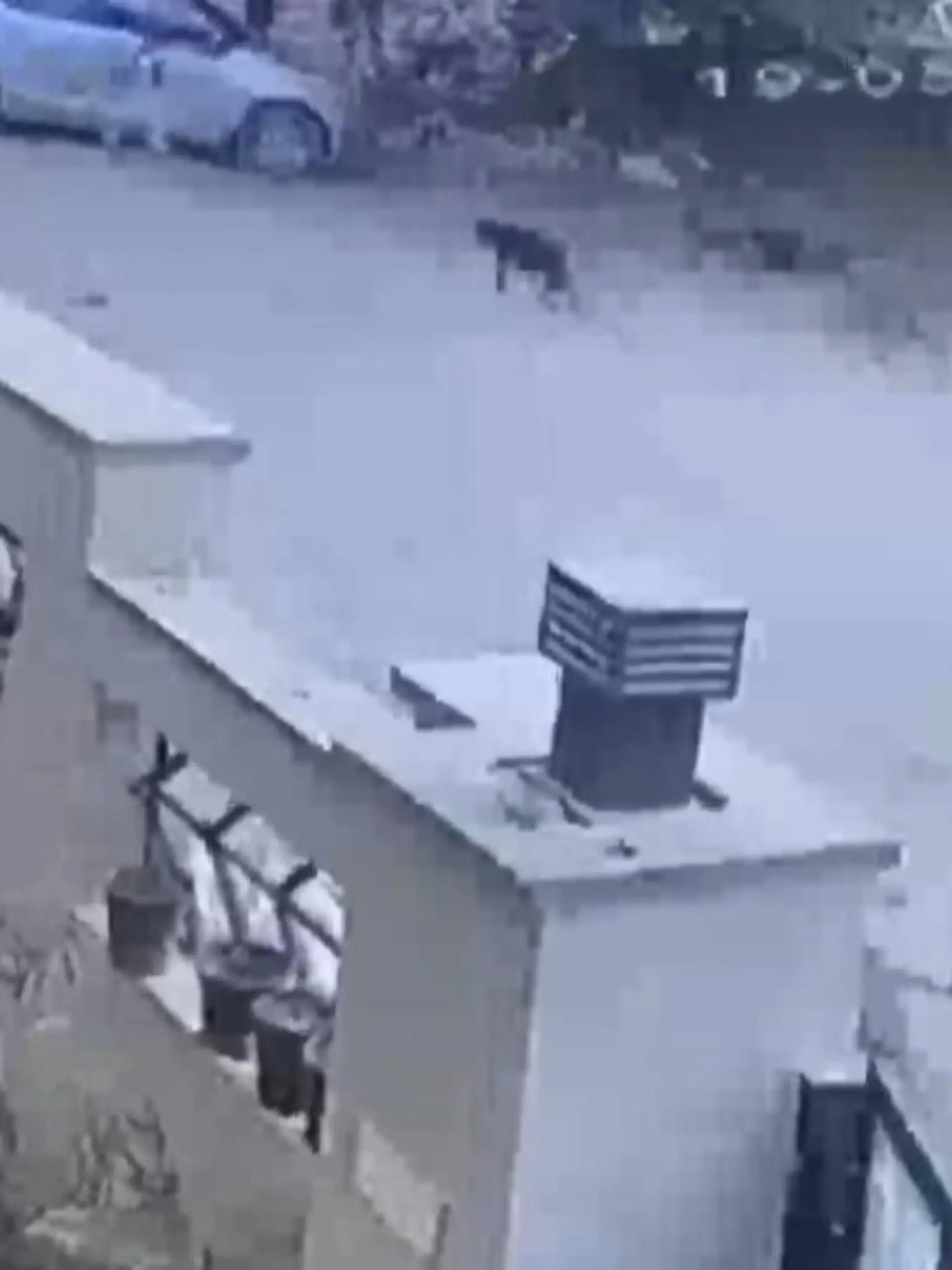 Einkleine Junge in Indien hatte riesiges Glück im Unglück. Eine Überwachungskamera zeigt, wie ein Rudel streunender Hunde über ihn herfällt. Doch er überlebt den Kampf um Leben und Tod.
