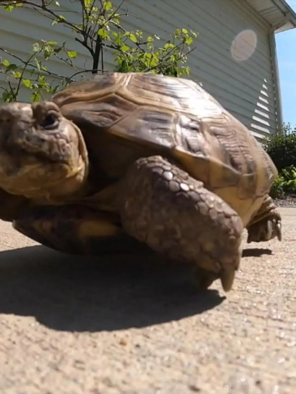 8 Monate nachdem eine Schildkröte im US-Bundesstaat Ohio verschwunden ist, konnte sie wohlauf wiedergefunden werden. Und das am anderen Ende der Stadt.