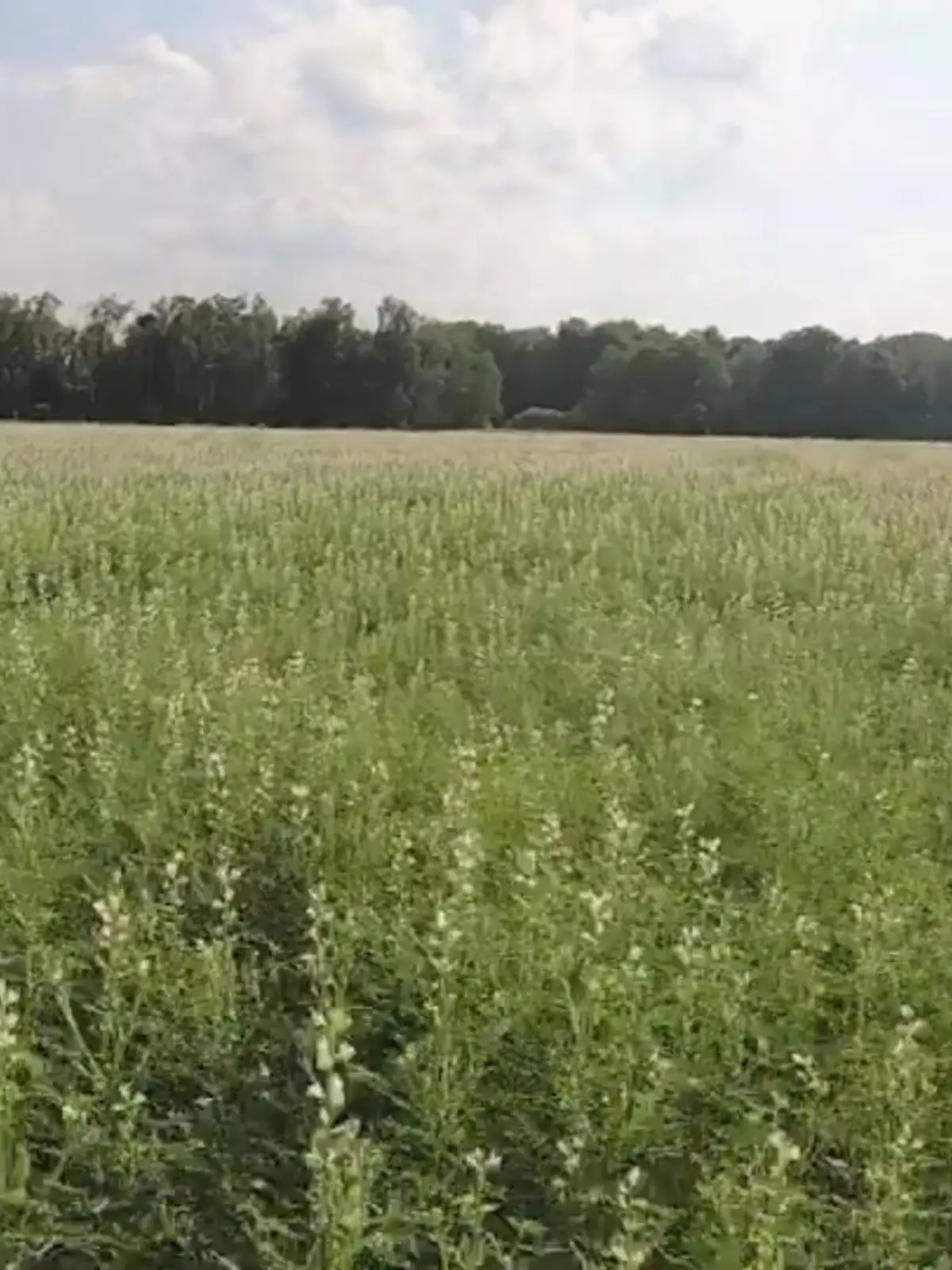 Bild zu: "Süß-Lupine zum Essen"