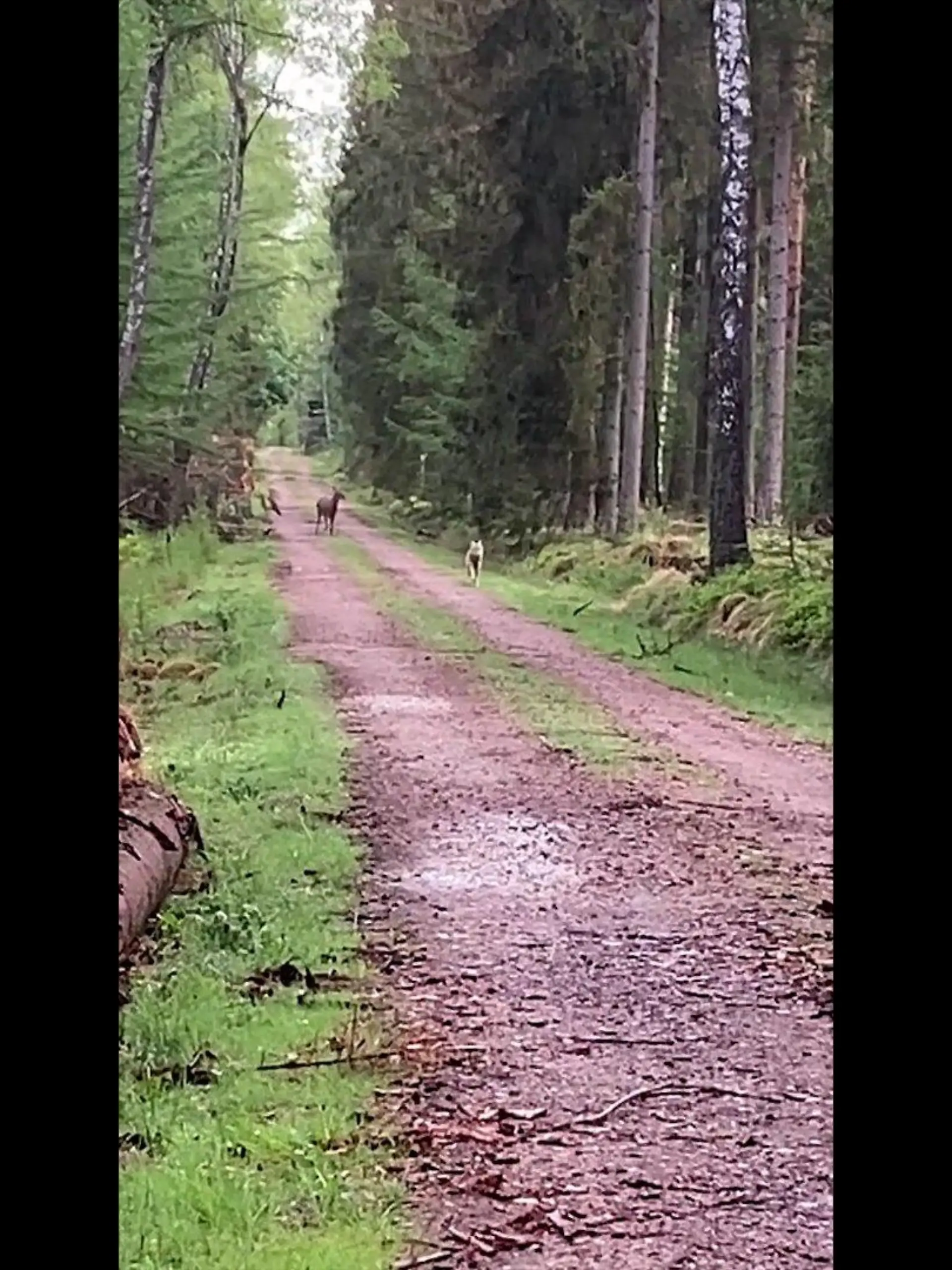 Mutiges Reh verjagt einen Wolf