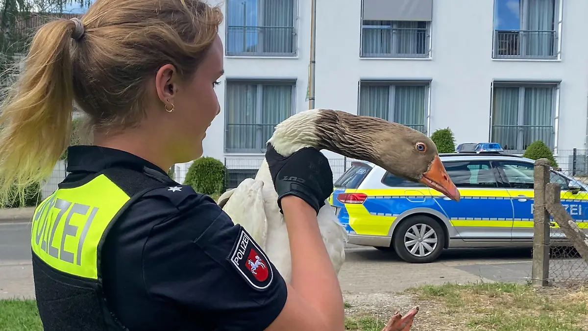 HANDOUT - 26.05.2022, Niedersachsen, Northeim: Am 26.05.2022 von der Polizeiinspektion Northeim zur Verfügung gestelltes Foto zeigt Gans «Günther» auf dem Arm einer Polizeibeamtin. Die freche Gans ist in Northeim bei Göttingen wiederholt von ihrem Bauernhof entlaufen und mittlerweile polizeibekannt. Weil eine Beamtin den Vogel immer wieder einfangen musste, wird das Tier mittlerweile «schon liebevoll Günther genannt», wie die Polizei am Mittwochabend im Kurznachrichtendienst Twitter schrieb. Foto: --/Polizeiinspektion Northeim/dpa - ACHTUNG: Nur zur redaktionellen Verwendung im Zusammenhang mit der aktuellen Berichterstattung und nur mit vollständiger Nennung des vorstehenden Credits +++ dpa-Bildfunk +++