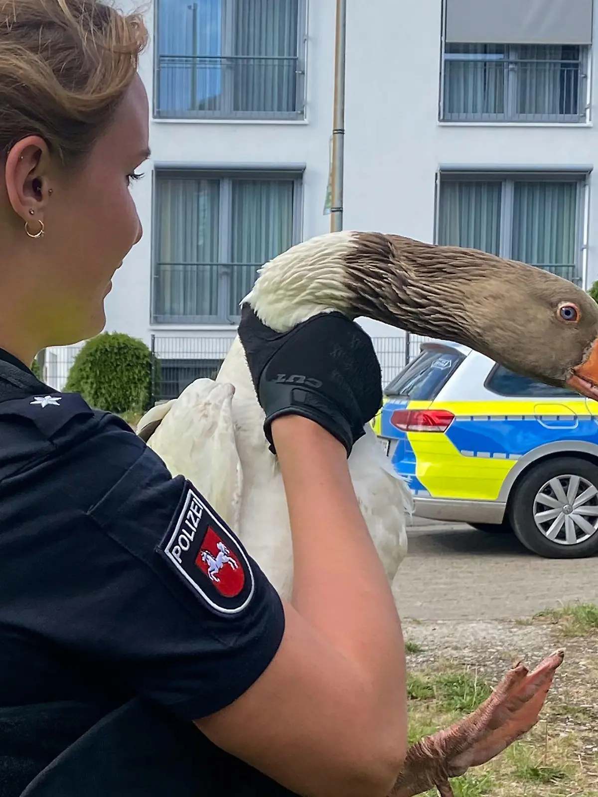 HANDOUT - 26.05.2022, Niedersachsen, Northeim: Am 26.05.2022 von der Polizeiinspektion Northeim zur Verfügung gestelltes Foto zeigt Gans «Günther» auf dem Arm einer Polizeibeamtin. Die freche Gans ist in Northeim bei Göttingen wiederholt von ihrem Bauernhof entlaufen und mittlerweile polizeibekannt. Weil eine Beamtin den Vogel immer wieder einfangen musste, wird das Tier mittlerweile «schon liebevoll Günther genannt», wie die Polizei am Mittwochabend im Kurznachrichtendienst Twitter schrieb. Foto: --/Polizeiinspektion Northeim/dpa - ACHTUNG: Nur zur redaktionellen Verwendung im Zusammenhang mit der aktuellen Berichterstattung und nur mit vollständiger Nennung des vorstehenden Credits +++ dpa-Bildfunk +++