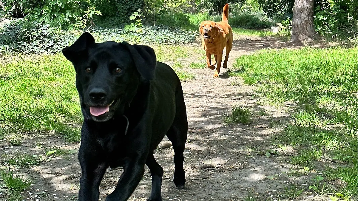 Auch Candy Herdegens Hunde Django und Joker genießen den Auslauf.