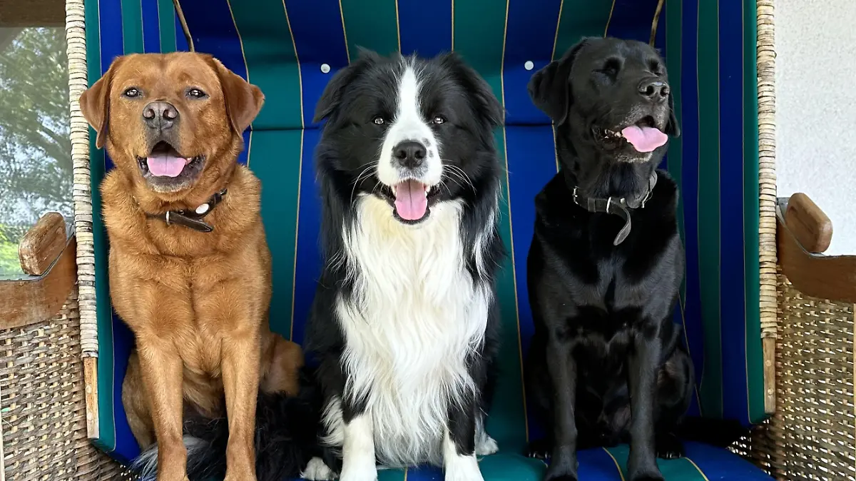 Joker, Sparrow und Django freuen sich auf viele neue Hundefreunde.