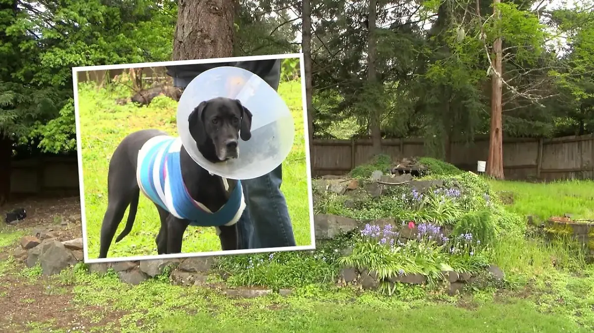 Die Deutsche Dogge erlitt schwere Verletzungen nach der Puma-Attacke.