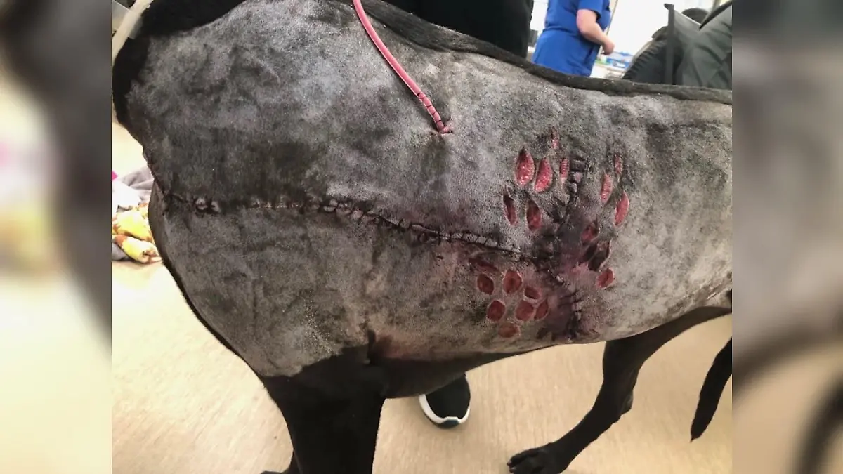 Millie musste nach der Puma-Attacke operiert werden.