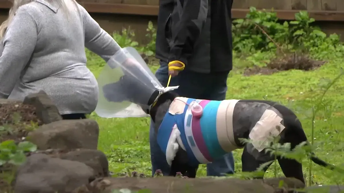 Millie ist auf dem Weg der Besserung.