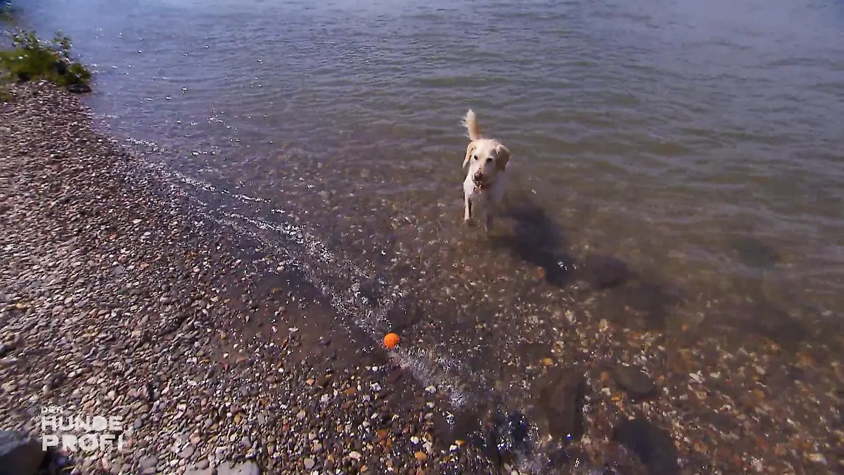 Einmal im Wasser kommt sie nicht mehr raus Lola ist eine Wasserratte