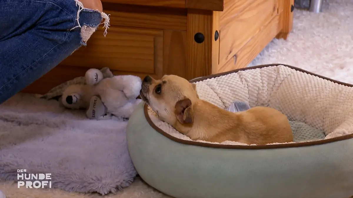 Wieso ist der Chihuahua so aggressiv? Der knurrende Mini-Tyrann