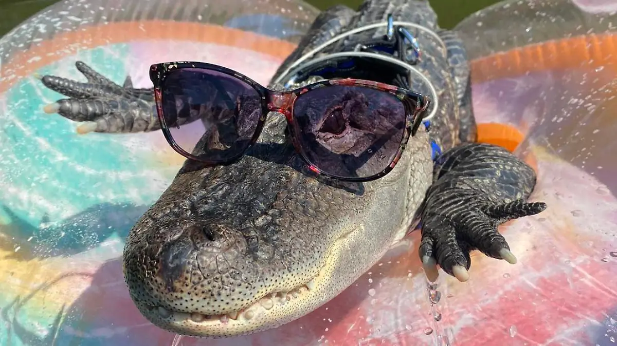 Wo ist Therapie-Alligator Wally hin?