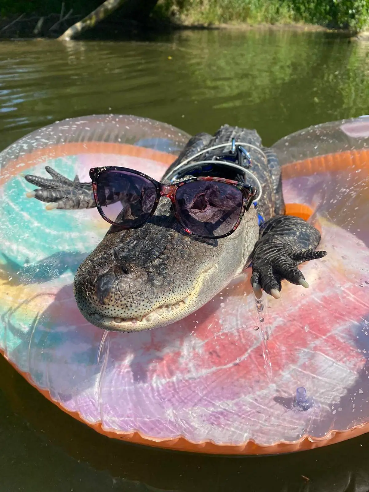 Wo ist Therapie-Alligator Wally hin?
