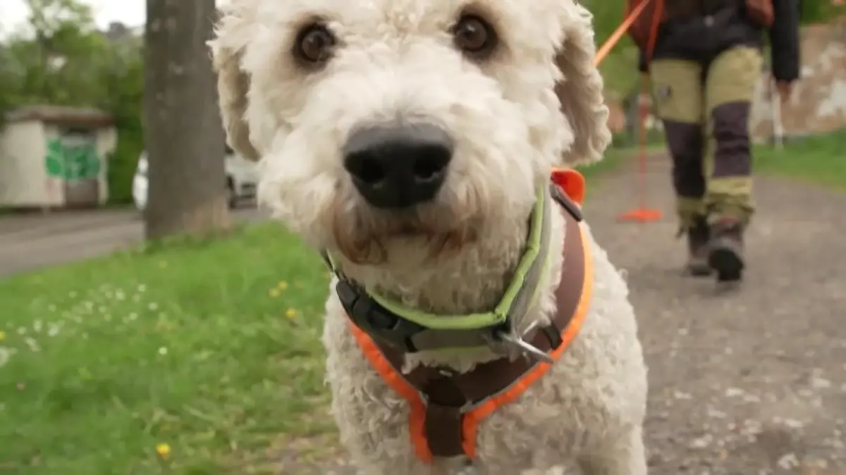 Pathogen-Spürhund Milo geht immer der Nase nach.