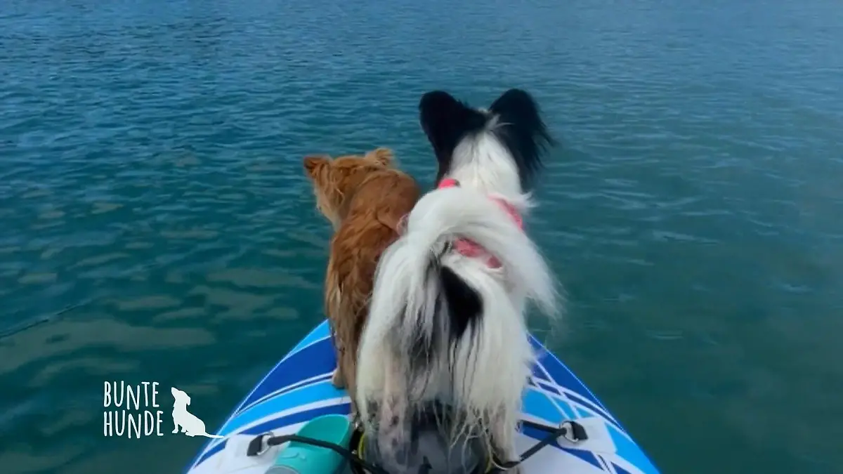 Mit zwei Hunden um die Welt! Tierische Globetrotter