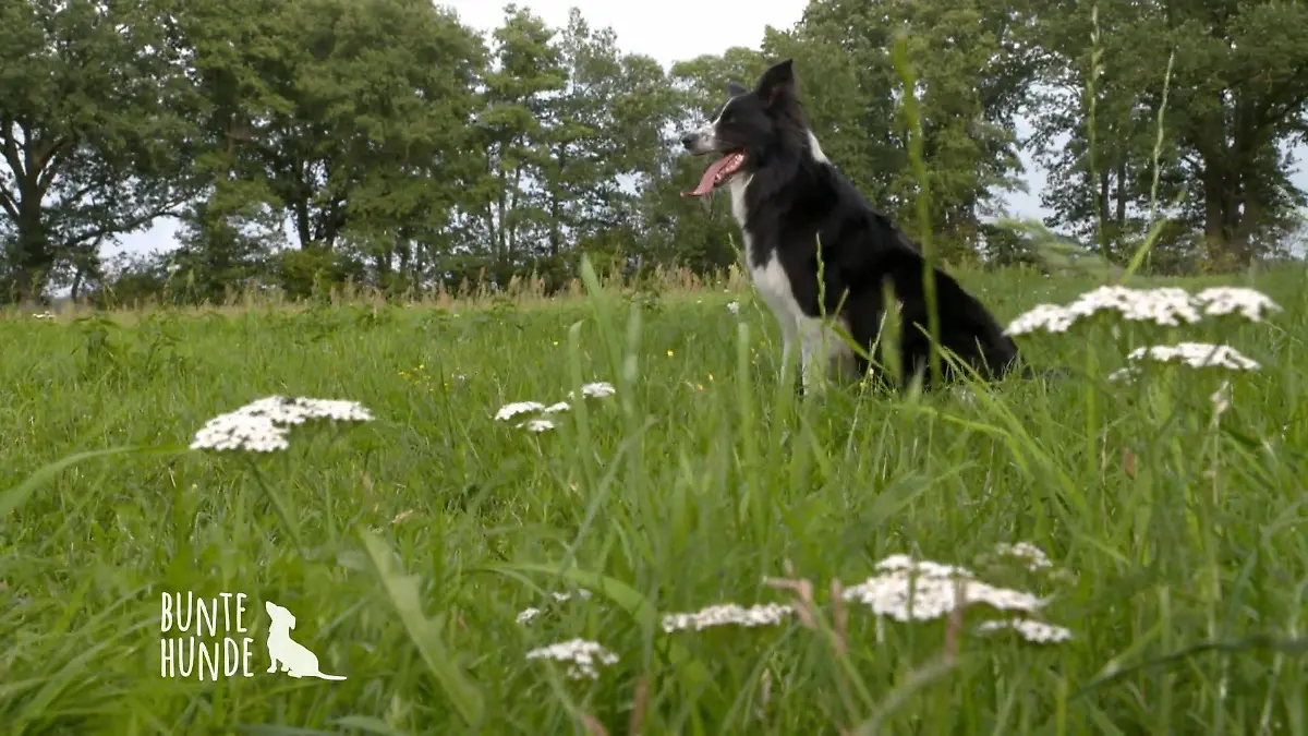 Eine große Herausforderung Hütehunde